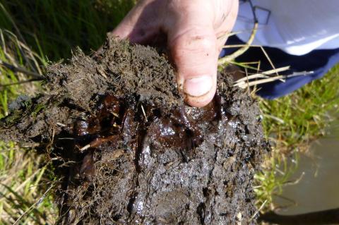 Crude oil from the spill can be found 5cm below the below the surface in the wetland soils.