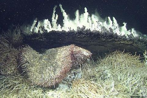 Deep-sea hydrothermal vents in the Pescadero Basin emit scalding liquids that form light-colored carbonate spires.