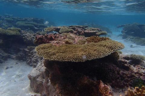 Tabletop coral in Cook Islands.