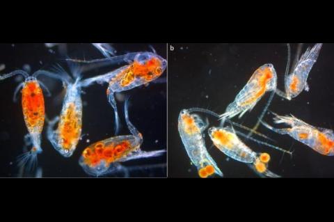Copepods (<i>Leptodiaptomus minutus</i>) from Lake Simoncouche, (a) under the ice in winter (27 January 2017) and (b) in summer (18 September 2017).