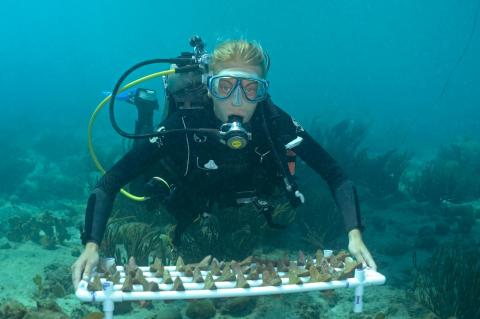 SECORE diver with a tray of Seeding Units that will be outplanted onto a reef in the waters of Curacao.