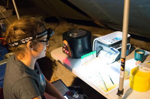 Scientist Camryn Allen processes samples from green sea turtles in a field laboratory in the northern Great Barrier Reef.
