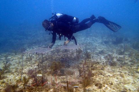 Andrew A Shantz places an enclosure over corals on the sea floor at Florida Keys.