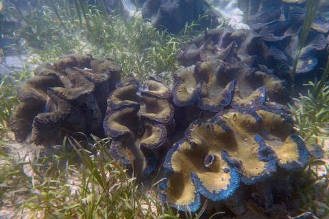 The Tridacna gigas, the world’s largest giant clam species. 