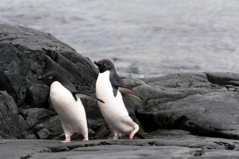 Adélie penguins rely on the krill being close to shore.