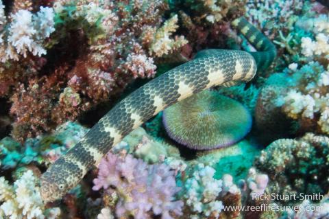 Close-up of <I>Aipysurus duboisii</I> at Scott Reef, Timor Sea.