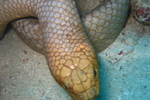 Olive sea snake.