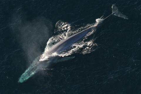 Blue whale.