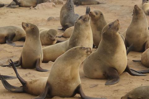 Colony of brown fur seals at Cape Cross on the Skeleton Coast, Namibia.