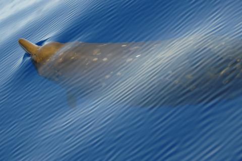 Blaineville's beaked whales regularly dive over 1000 meters for over an hour in search of prey which varies from 400-1000 meters.