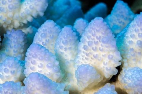Bleached corals from Farasan Banks in the Red Sea.