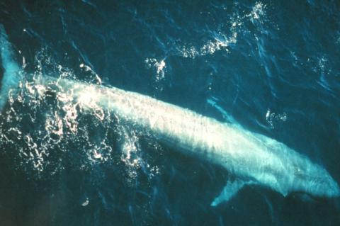 The blue whale (Balaenoptera musculus) is the largest animal known to have ever existed