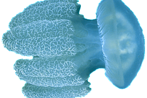 The numbers of jellyfish, like this 'Catostylus', appear to be on the increase due to a combination of pollution, overfishing and climate change.