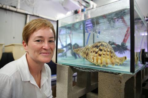 AIMS' Dr Cherie Motti, beside a tank housing a Pacific triton sea snail.