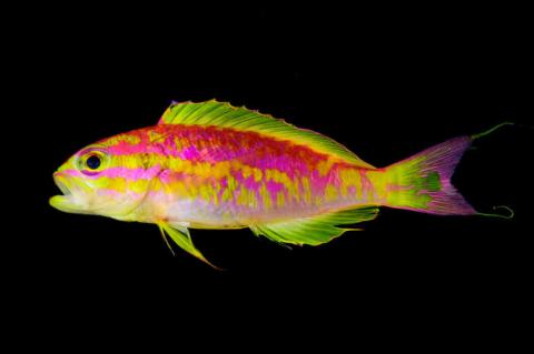 This dazzling new species of fish was discovered in St. Paul's Rocks