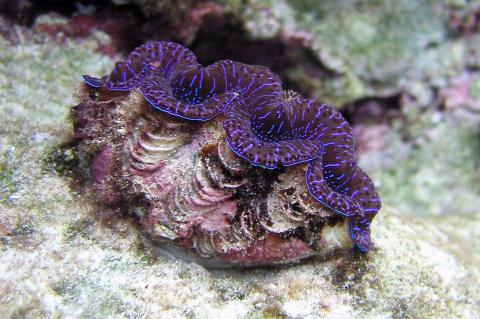 Giant clams may one day help to improve biofuel production.