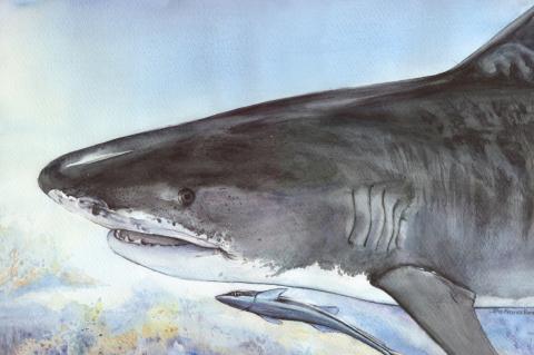 Painting of a Tiger Shark