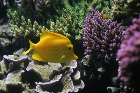 Fish at coral reef.