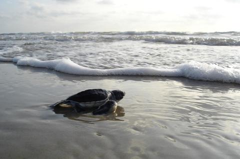 Will this turtle hatchling be able to find any suitors when it comes of age?