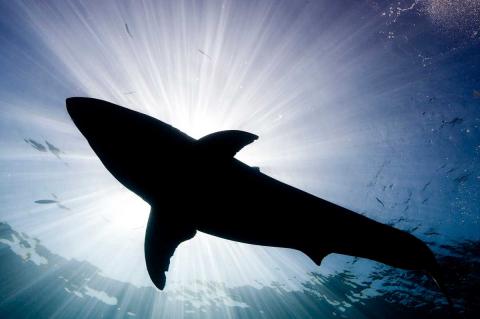 Silhouette of a Great White shark against the sun