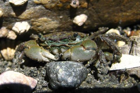 Oregon shore crab.