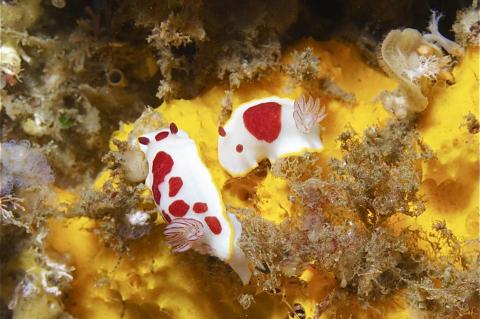 Goniobranchus splendidus nudibranch's red spots vary across populations, but the yellow rim is present in all individuals..