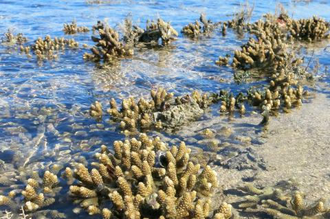 Intertidal Acropora corals exposed to air at low tide 