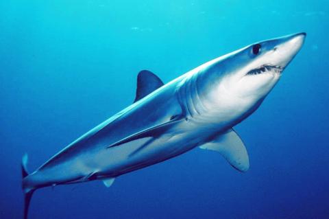 Shortfin mako shark.