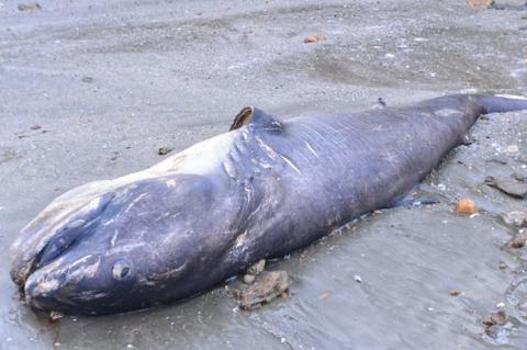 Megamouth Shark dies on beach