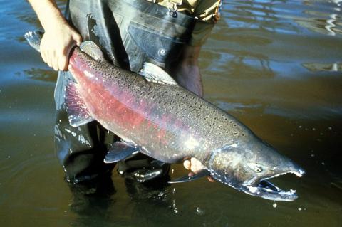 The largest chinook salmon are no longer as large as they used to be