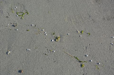 Polystyrene foam debris pollution on the beach in Galway, Ireland