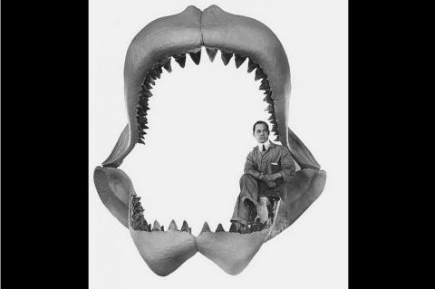 Reconstruction of the jaws of the <i>Carcharodon megalodon</i>.