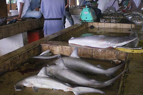 Sharks sold at the Semporna fish market in Malaysia