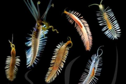 Six previously unknown swimming species of acrocirrid polycheate worms recently discovered in the deep Pacific Ocean.