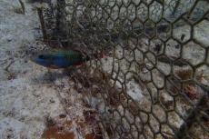 A small parrotfish swims through an opening in a coral enclosure. Photo credit: Andrew Shantz, Penn State