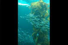 Schools of fish swimming past kelp forest in Monterey Bay, CA, US.