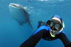 Snorkelling with whale sharks is one of the most popular activities for tourist divers.
