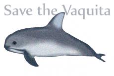 Critically endangered vaquita porpoise