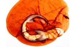 Tiger shark embryo in egg sac