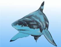 A blackfin shark looking